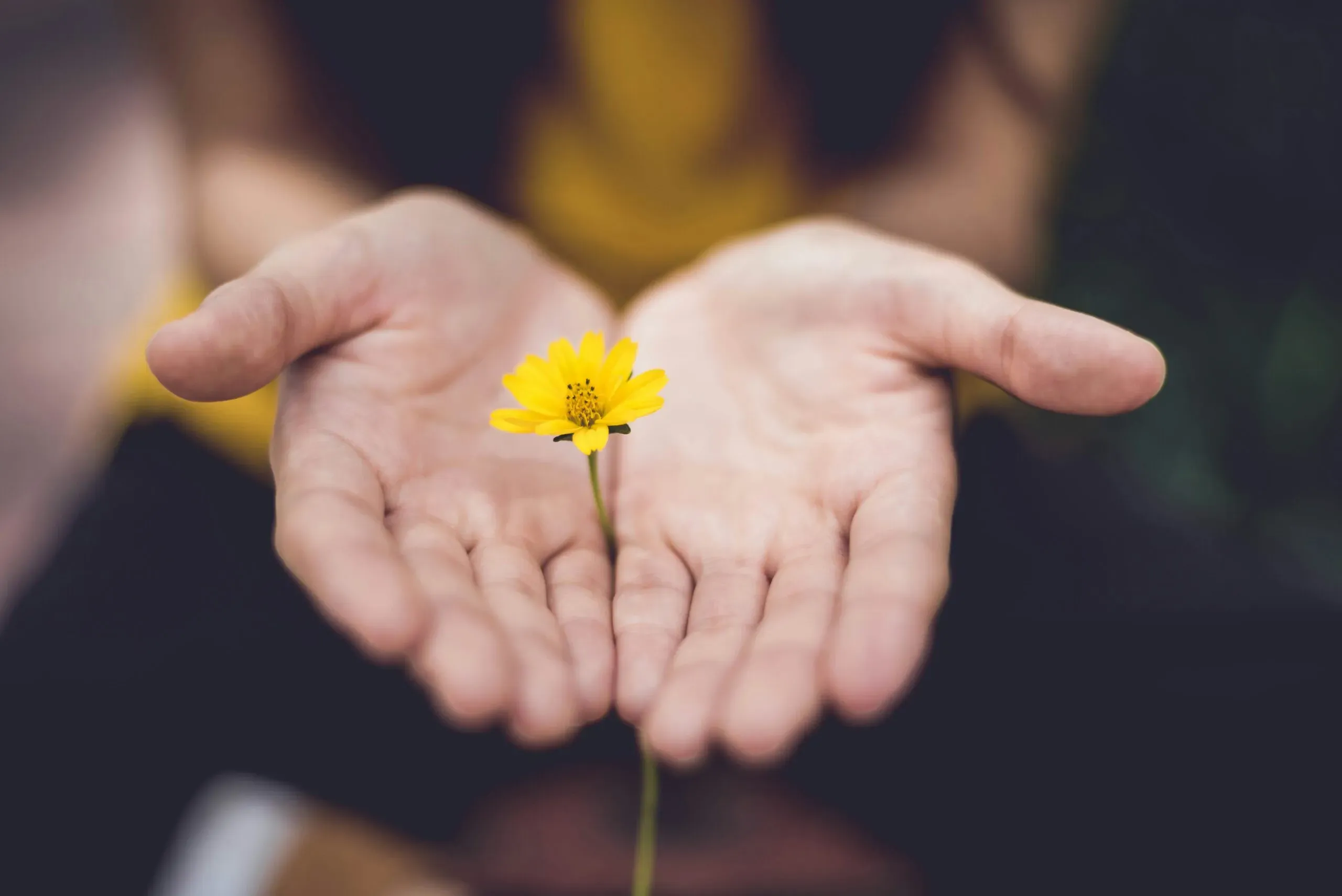 Deux mains ouvertes tenant délicatement une petite fleur jaune sauvage.